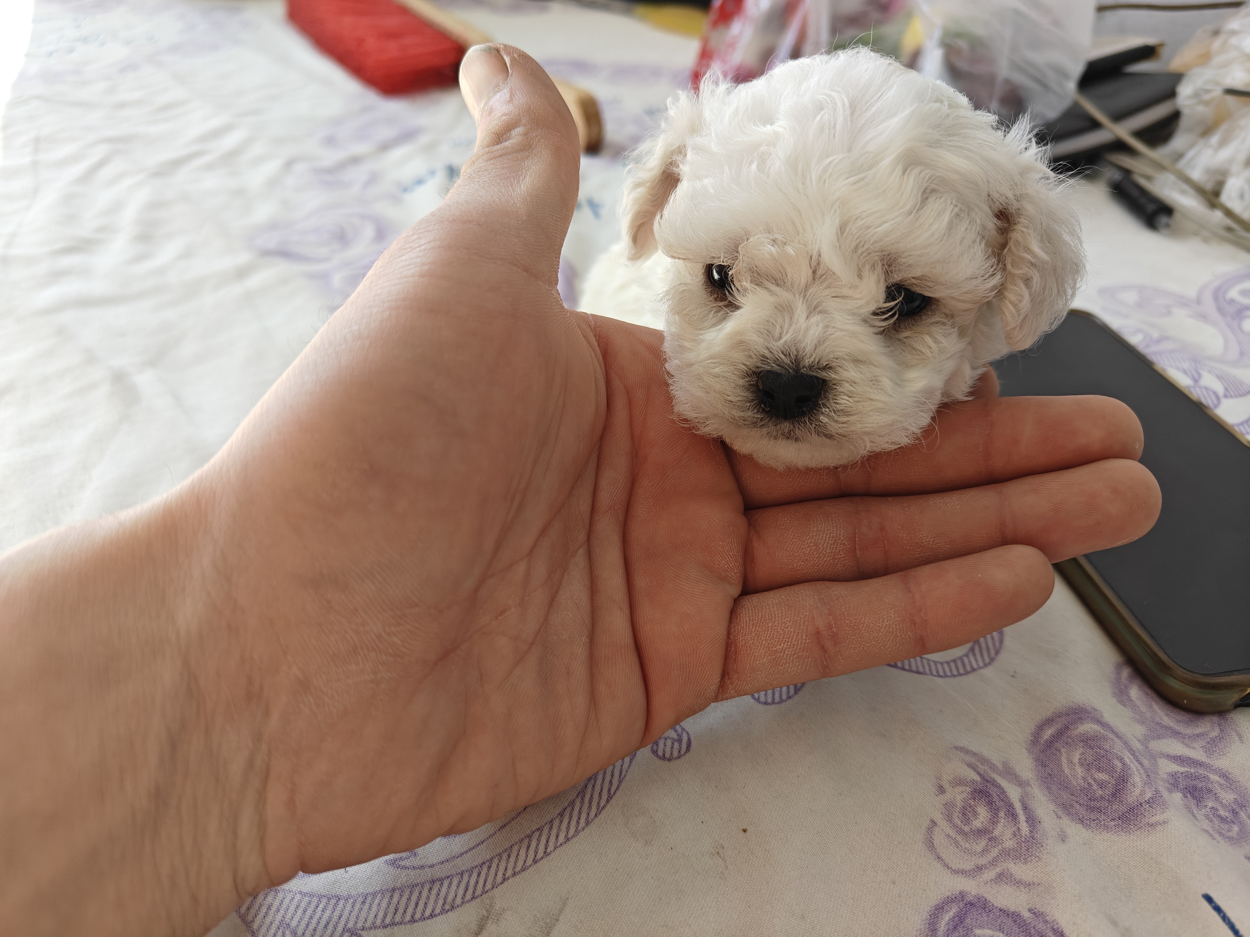 比熊